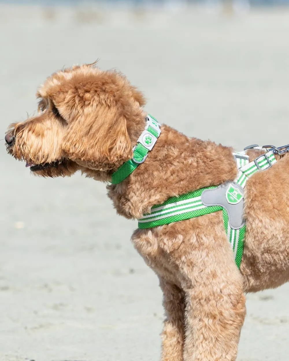 Easy Walk V Dog Harness - Green