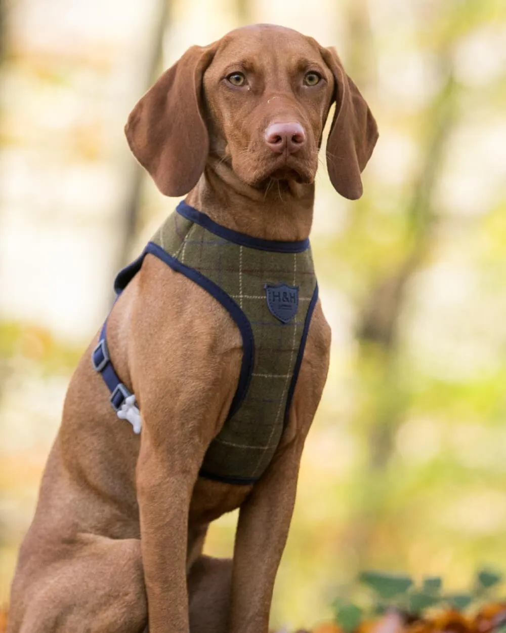 Tweed Dog Harness - Dark Green Checkered